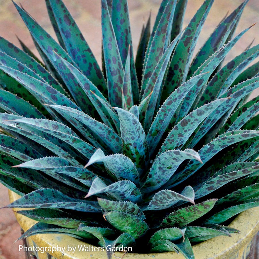 Mangave Mad About Mangave® 'Pineapple Express'