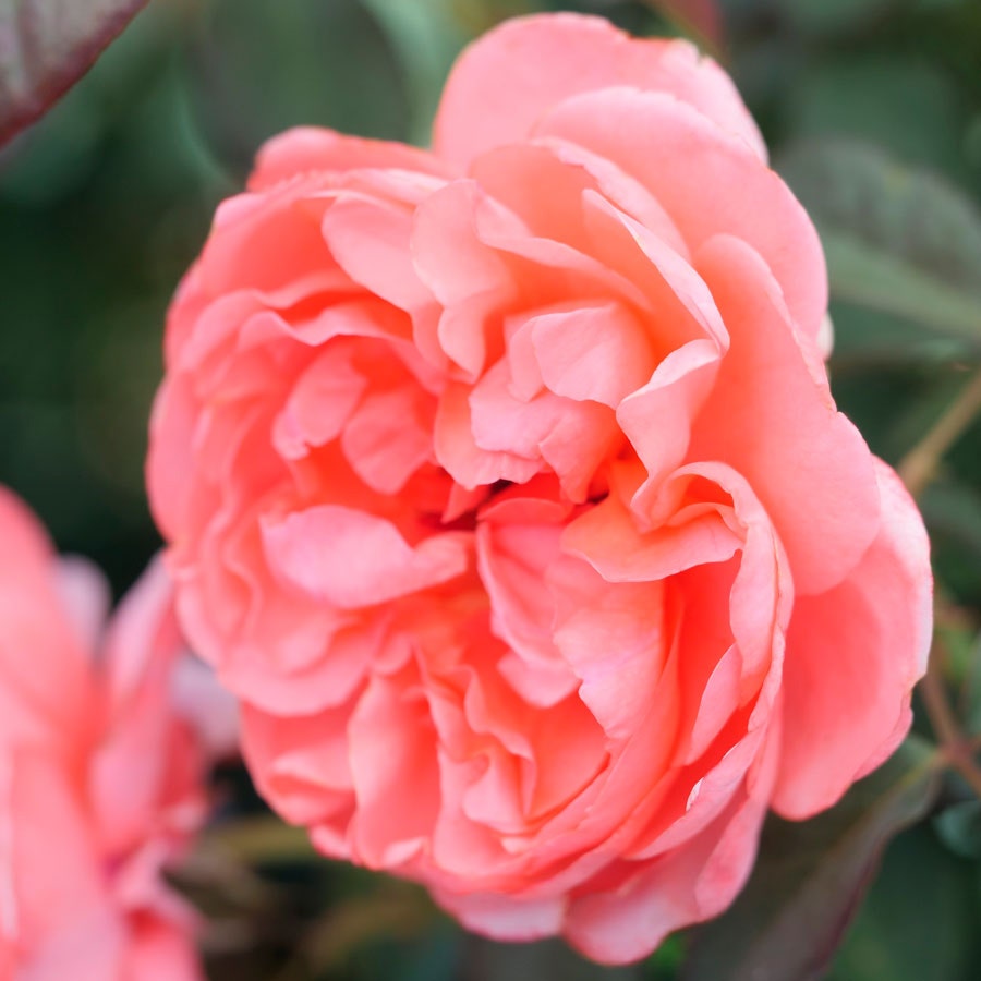 Rosa English Coral