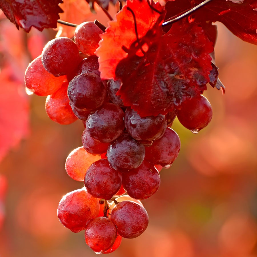 Vitis Catawba Red Grape