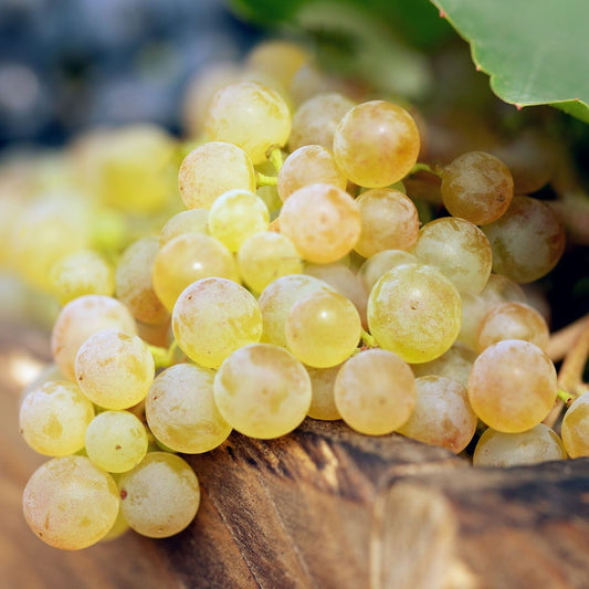 Vitis Himrod White Seedless Grape