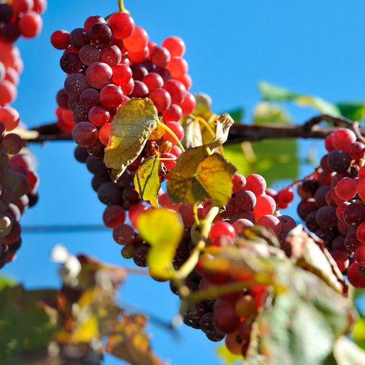 Vitis Reliance Red Seedless Grape