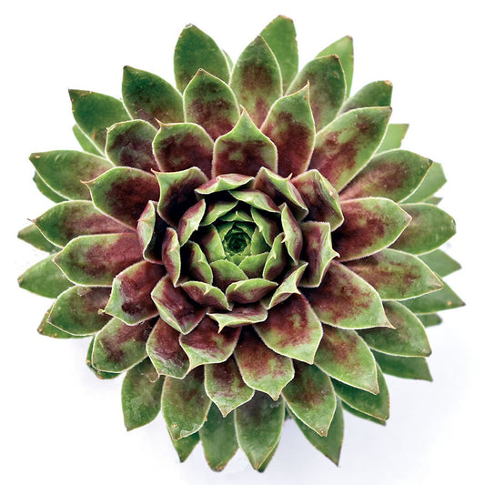 Sempervivum 'Killer' Hens & Chicks