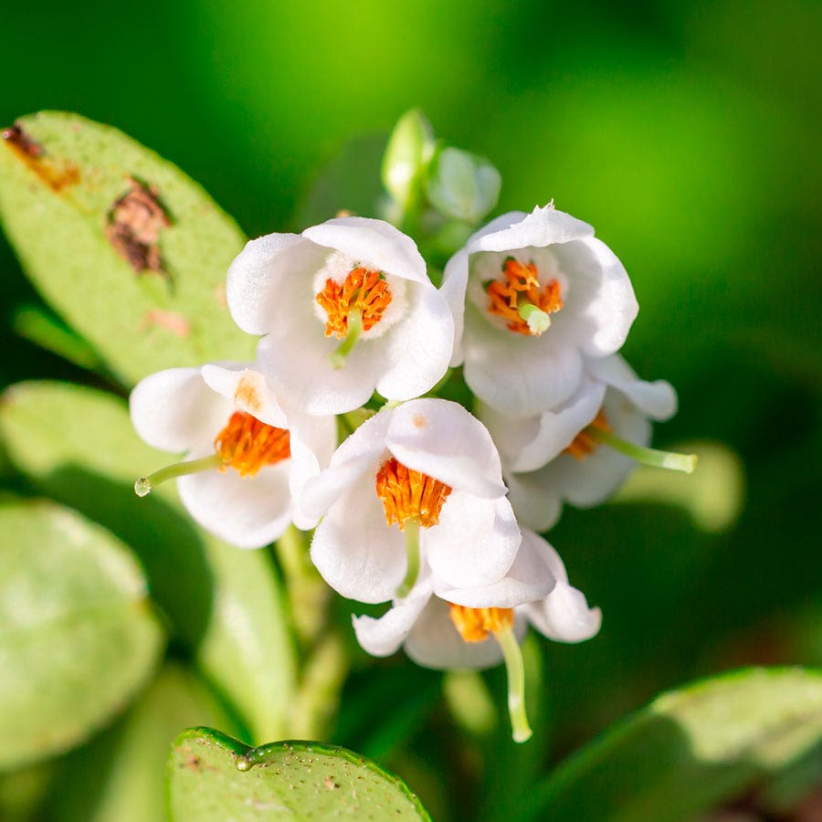 Vaccinium Koralle Lingonberry