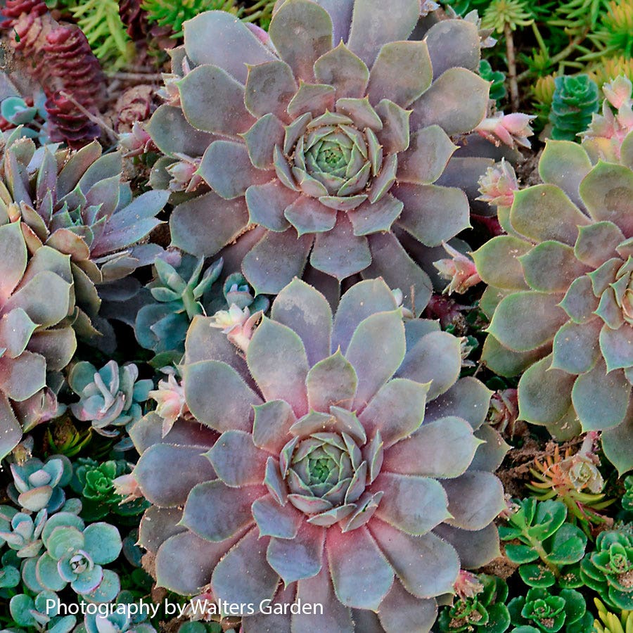 Sempervivum 'Pacific Blue Ice' Hens & Chicks