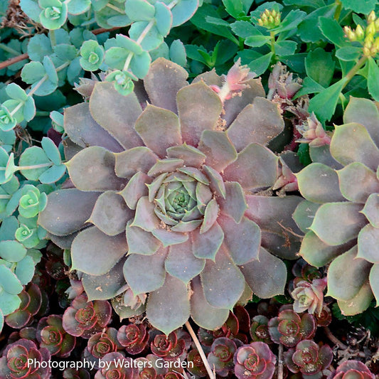 Sempervivum 'Pacific Blue Ice' Hens & Chicks