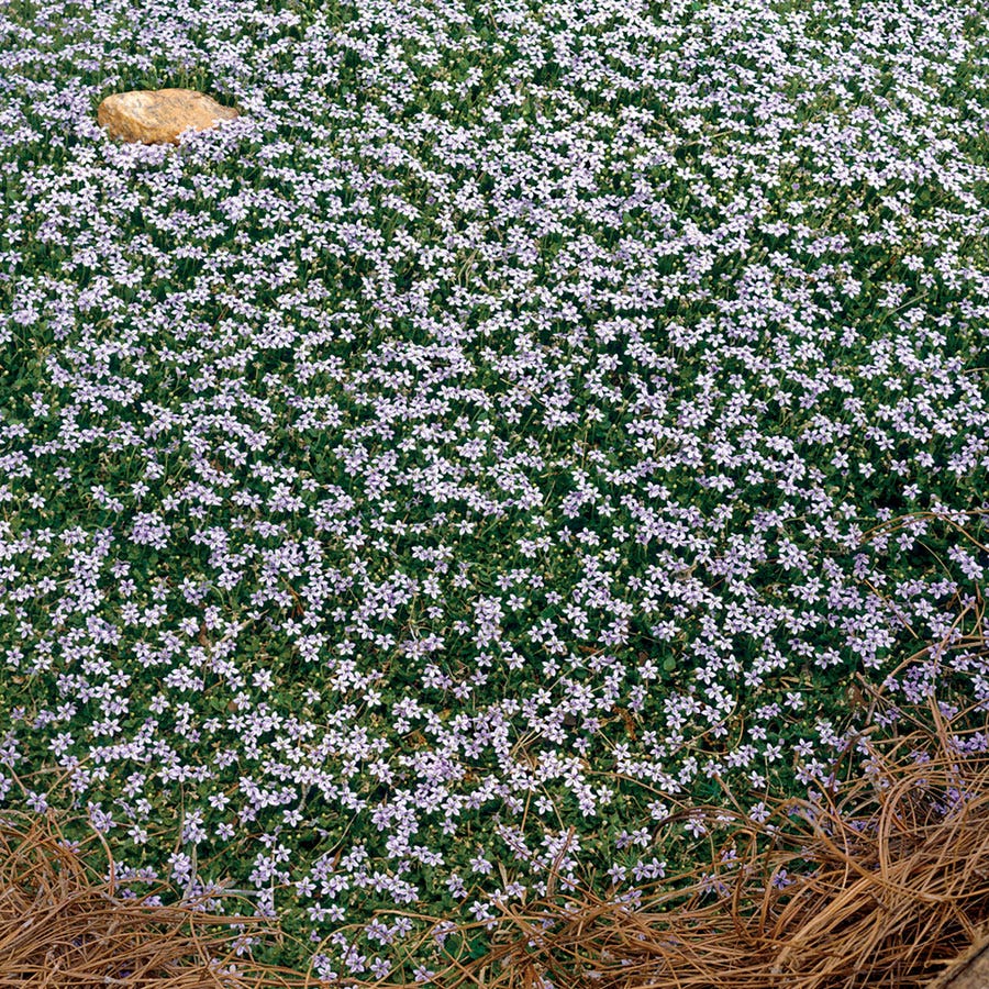 Isotoma Blue Star Creeper
