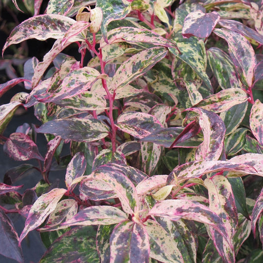 Leucothoe 'Rainbow'