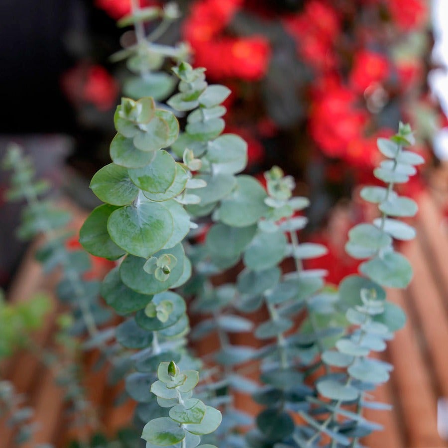 Eucalyptus 'Baby Blue' Spiral Eucalyptus