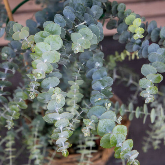 Eucalyptus 'Baby Blue' Spiral Eucalyptus