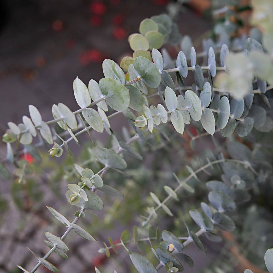 Eucalyptus 'Baby Blue' Spiral Eucalyptus