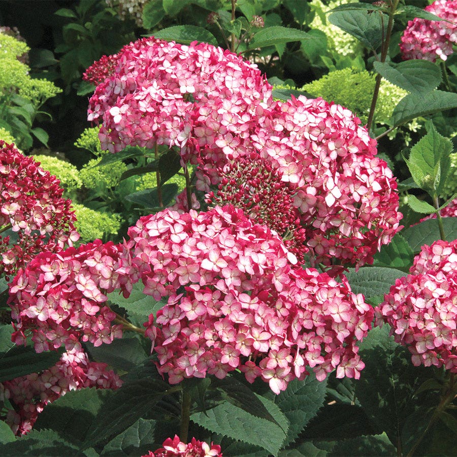Hydrangea Invincibelle® Ruby Smooth Hydrangea