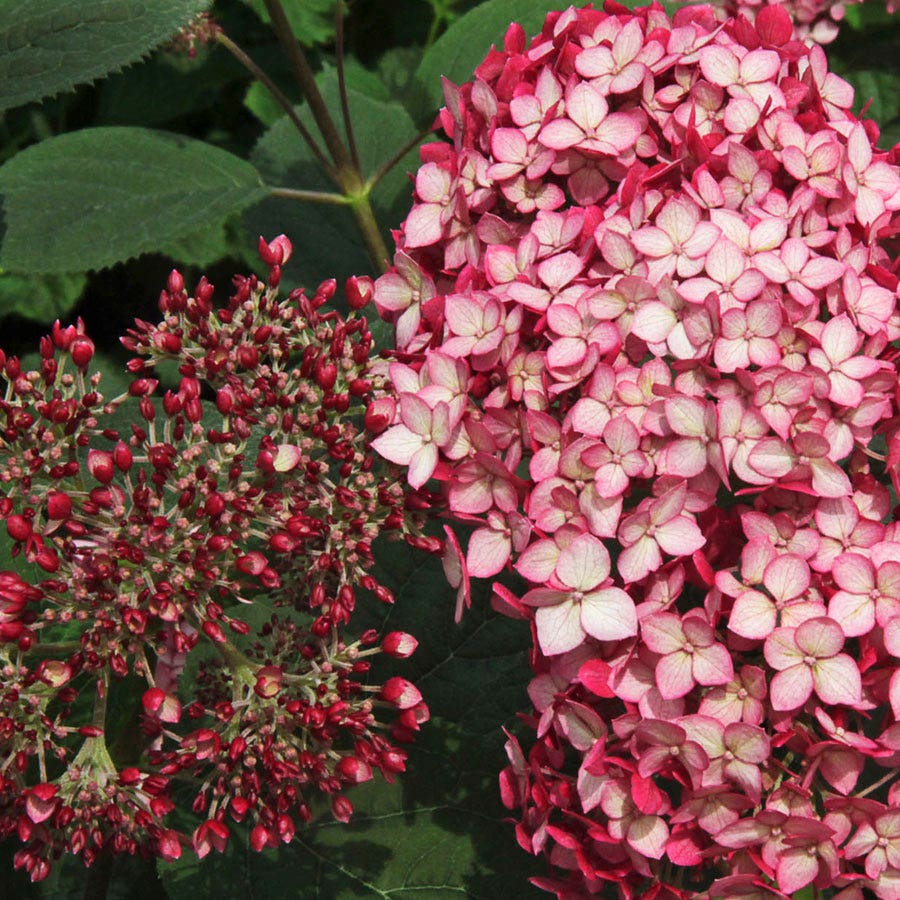 Hydrangea Invincibelle® Ruby Smooth Hydrangea