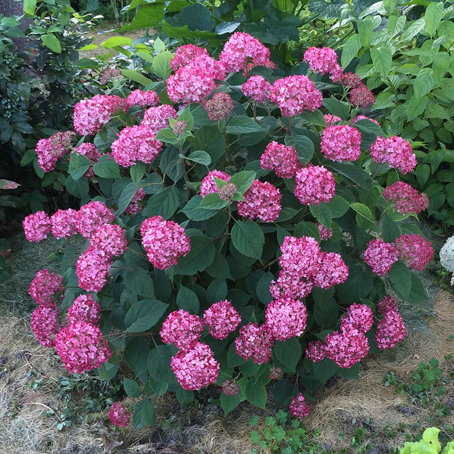 Hydrangea Invincibelle® Ruby Smooth Hydrangea
