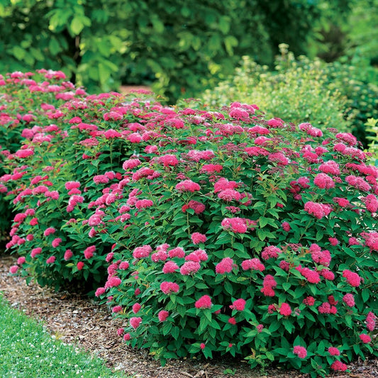 Spiraea Double Play Doozie®