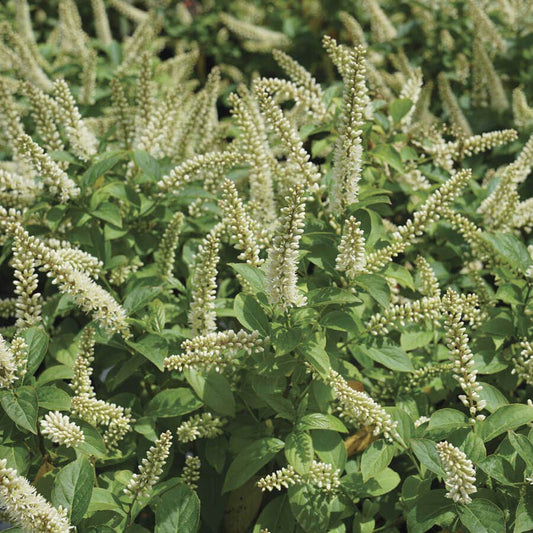 Itea Fizzy Mizzy™ Sweetspire