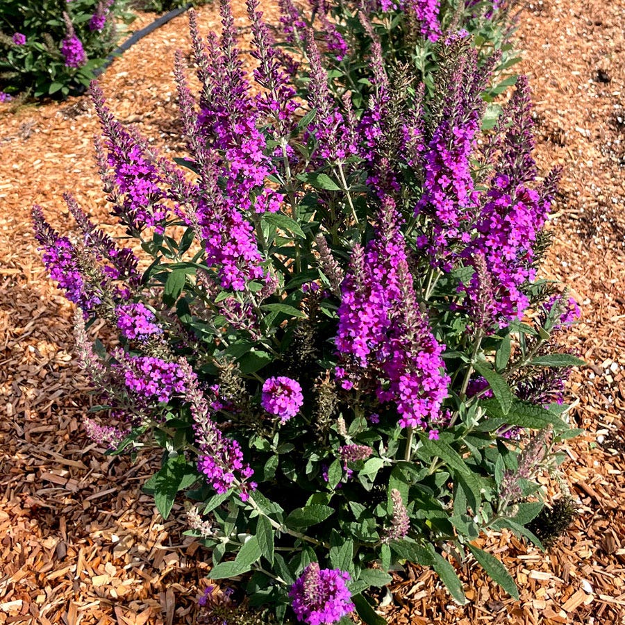 Buddleia Birthday Cake™ Butterfly Bush