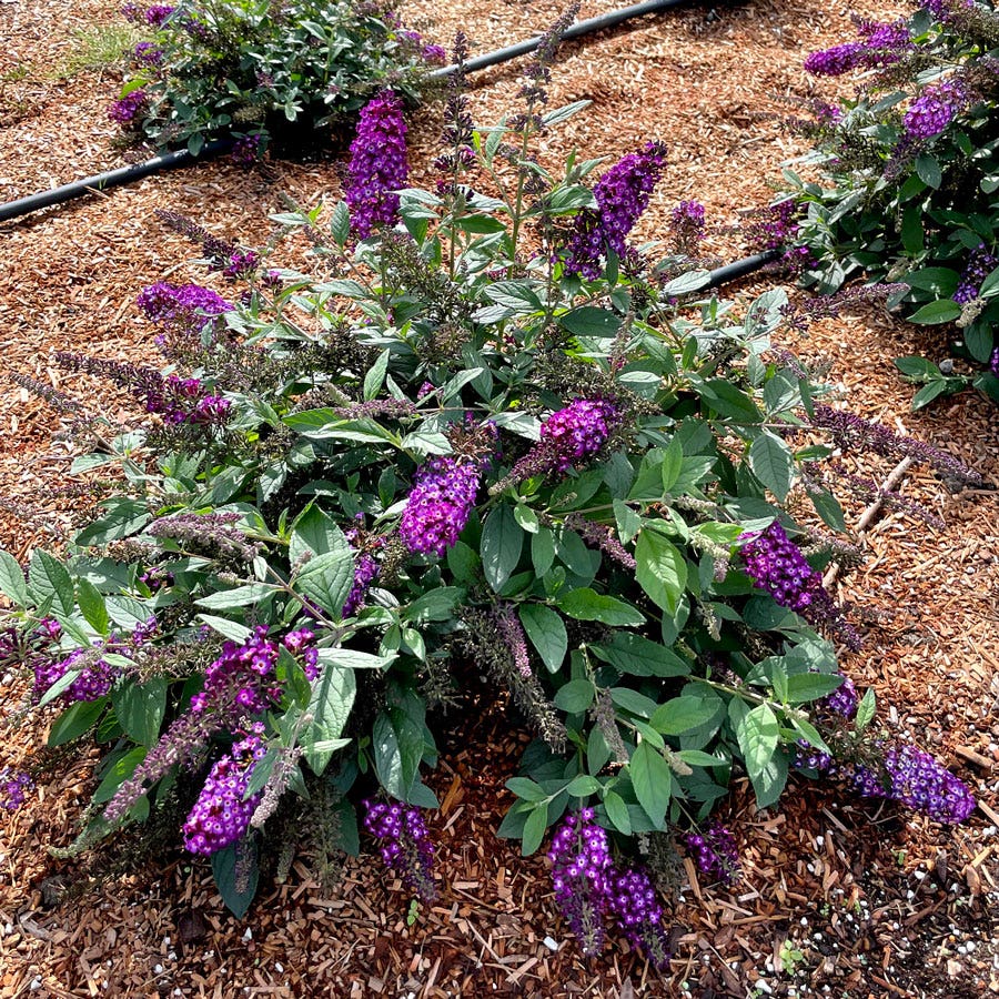 Buddleia Blueberry Pie™ Butterfly Bush