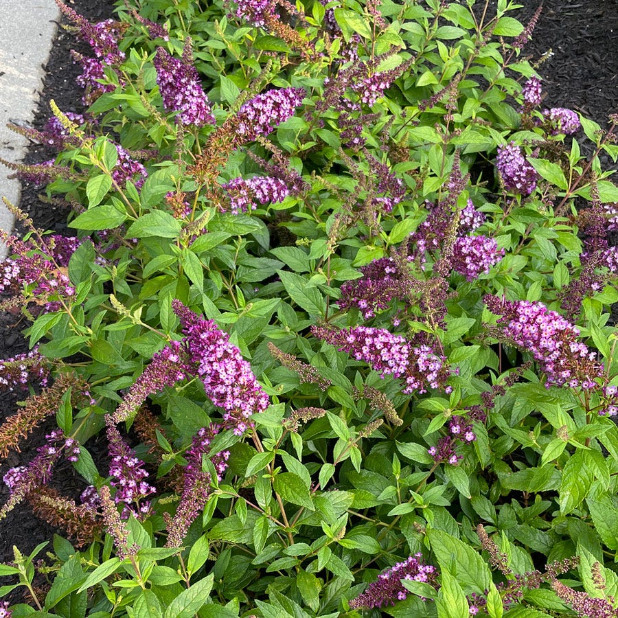 Buddleia Blueberry Pie™ Butterfly Bush