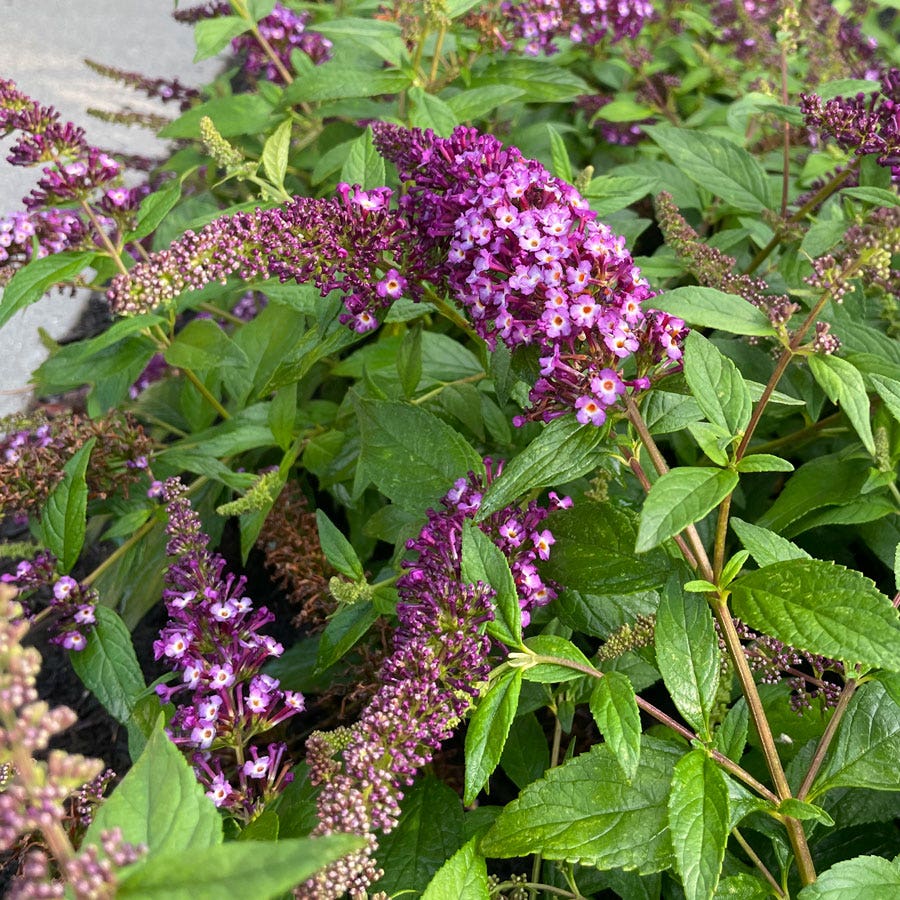 Buddleia Blueberry Pie™ Butterfly Bush