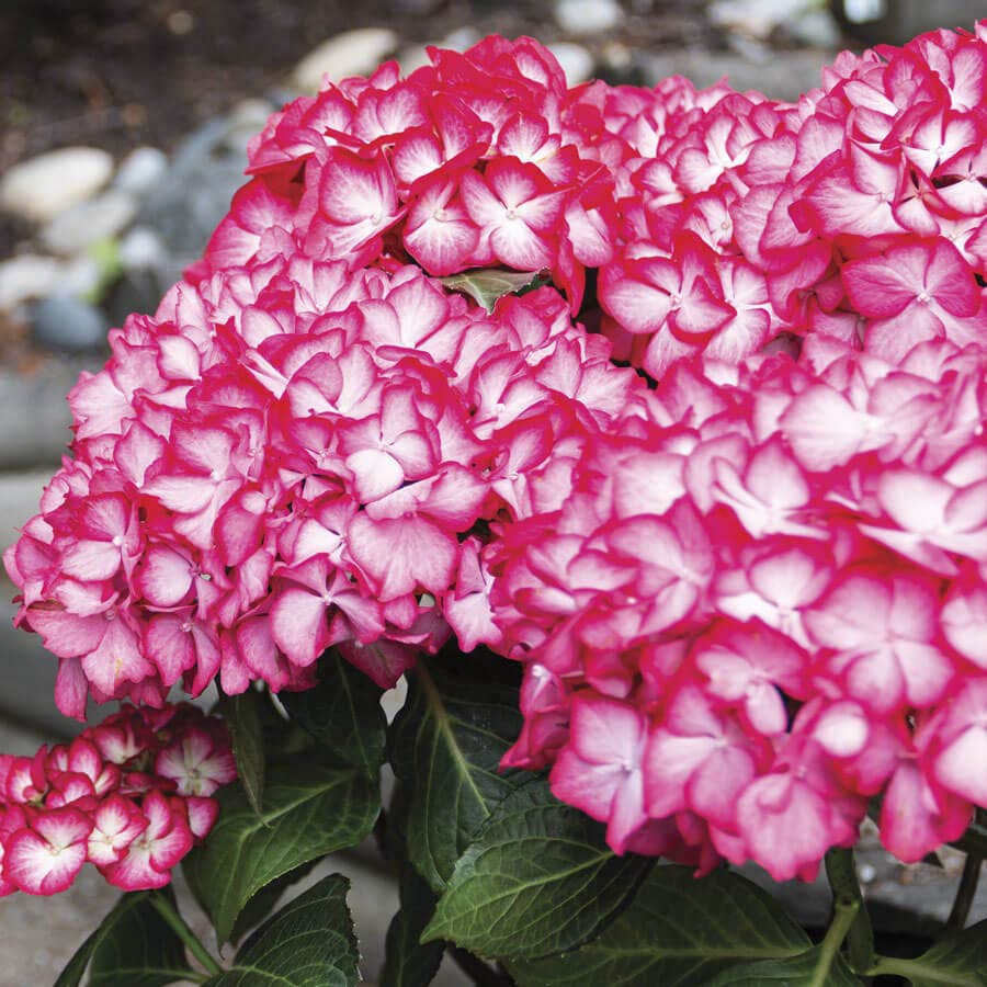 Hydrangea Kimono™ Bigleaf Hydrangea