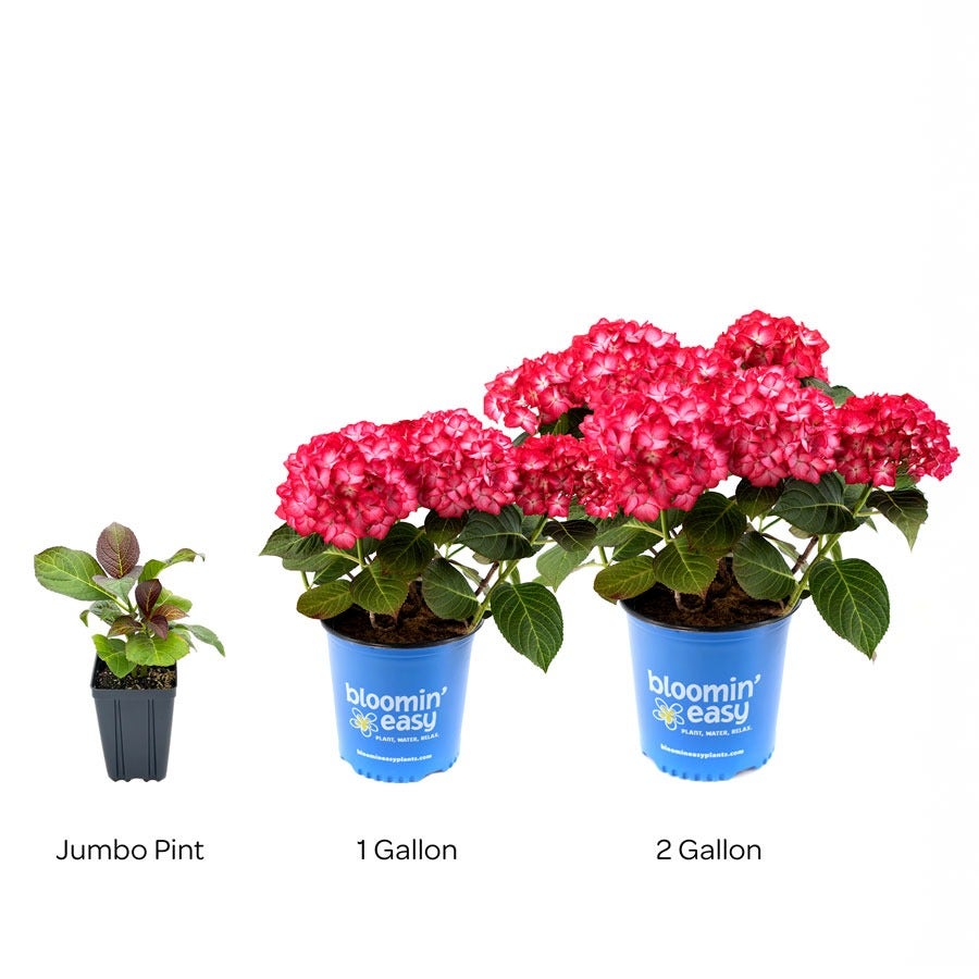 Hydrangea Kimono™ Bigleaf Hydrangea