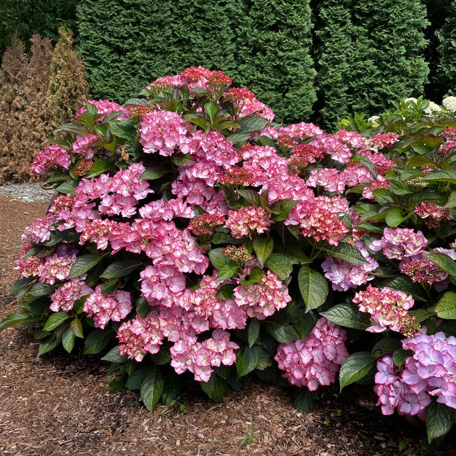 Hydrangea Kimono™ Bigleaf Hydrangea