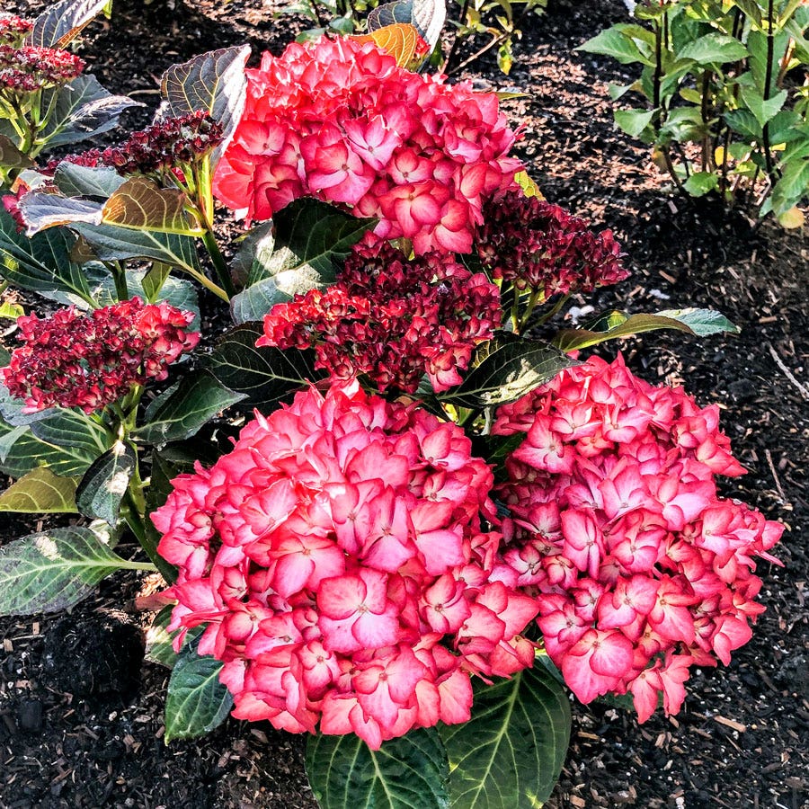 Hydrangea Kimono™ Bigleaf Hydrangea