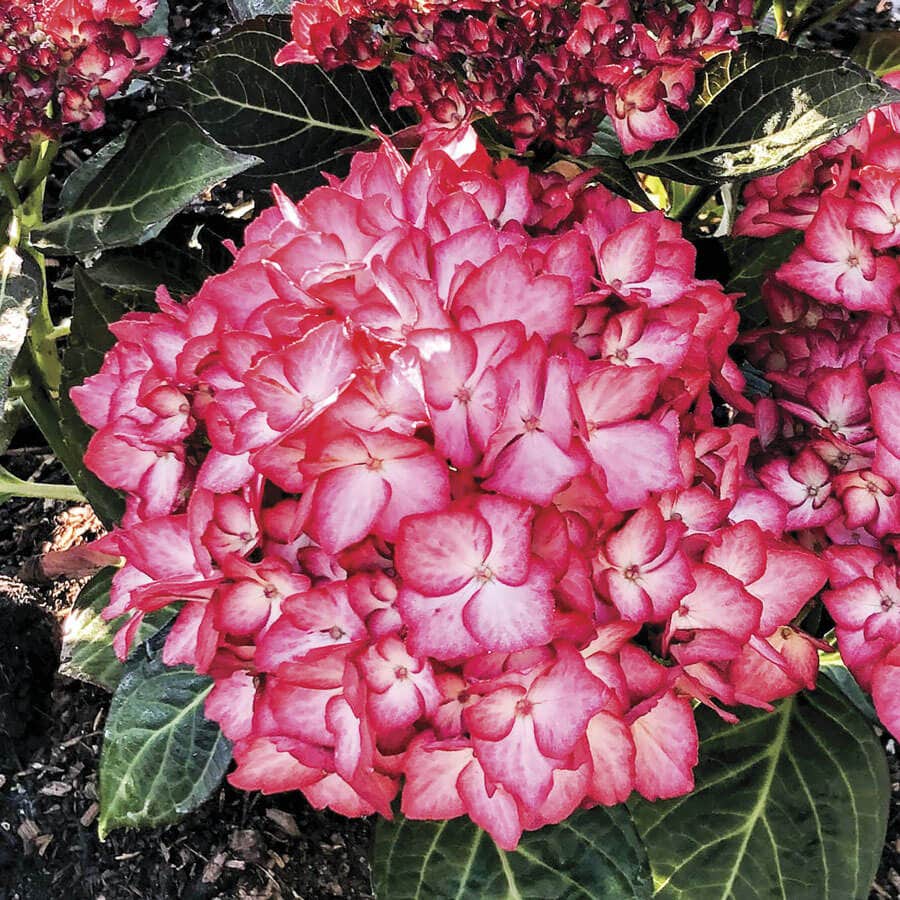 Hydrangea Kimono™ Bigleaf Hydrangea