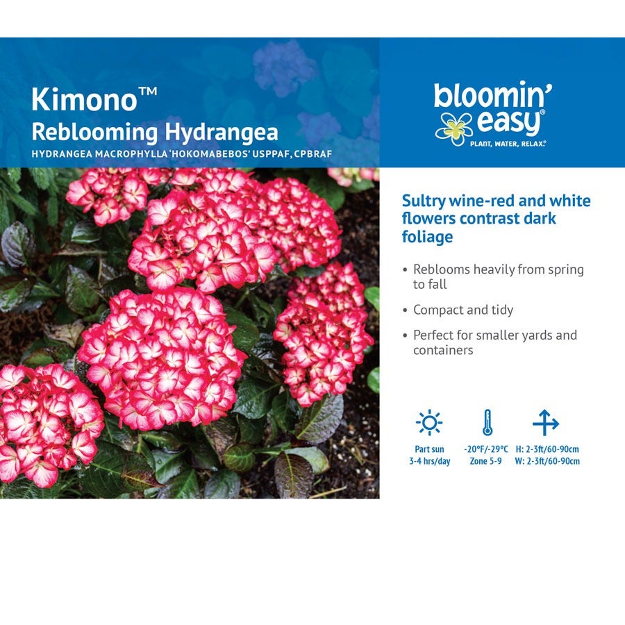 Hydrangea Kimono™ Bigleaf Hydrangea