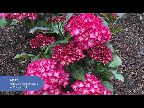 Hydrangea Kimono™ Bigleaf Hydrangea