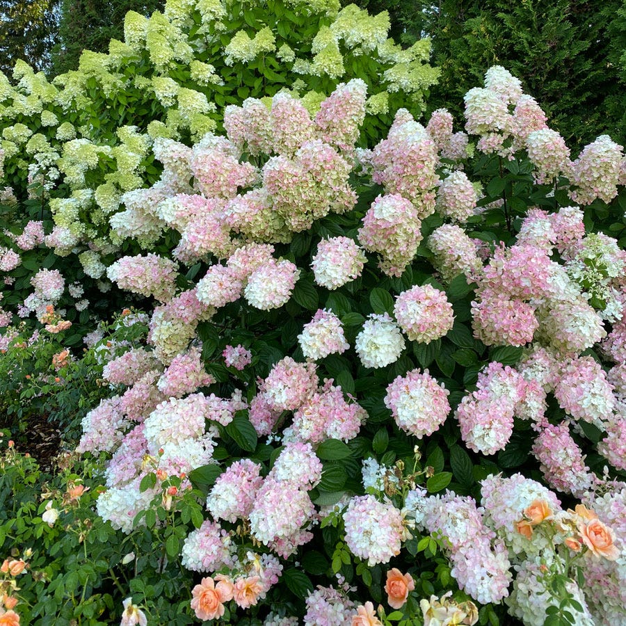Hydrangea Fire Light® Panicle Hydrangea