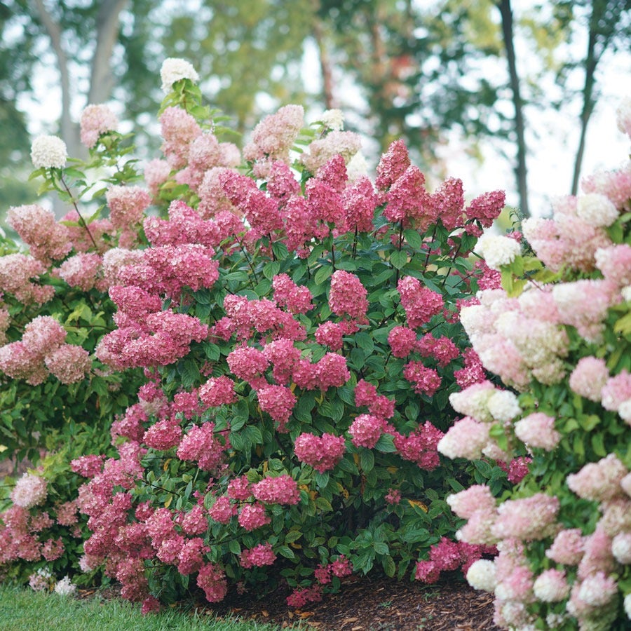 Hydrangea Fire Light® Panicle Hydrangea