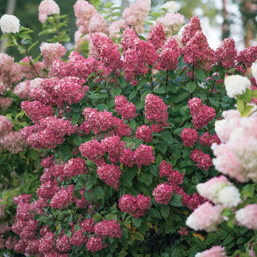 Hydrangea Fire Light® Panicle Hydrangea