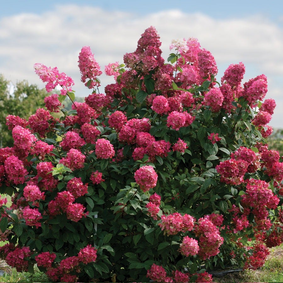Hydrangea Fire Light® Panicle Hydrangea