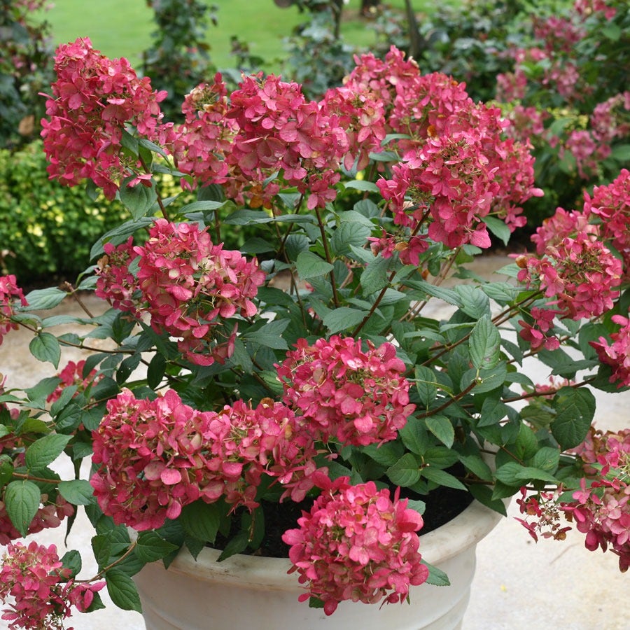 Hydrangea Fire Light® Panicle Hydrangea