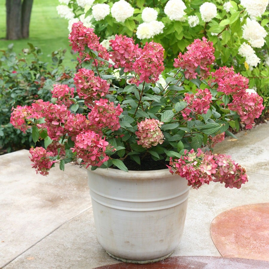 Hydrangea Fire Light® Panicle Hydrangea