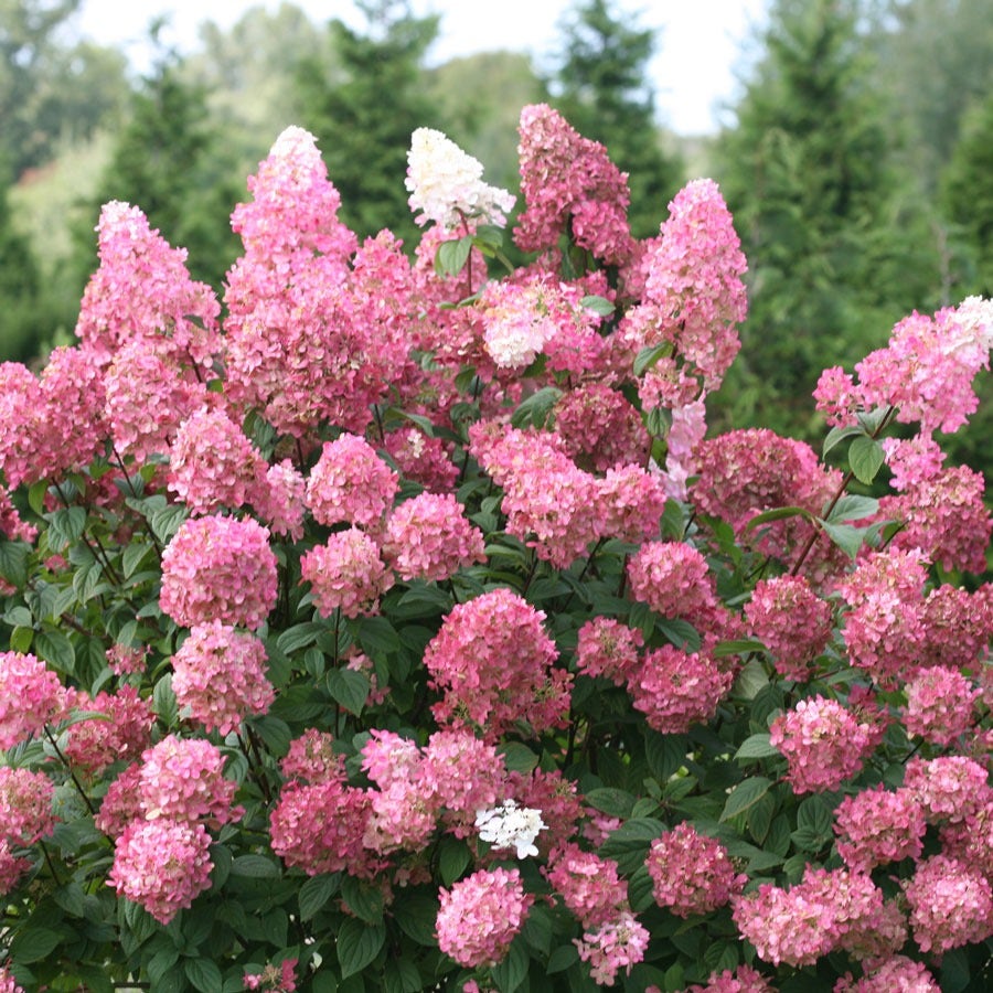 Hydrangea Fire Light® Panicle Hydrangea