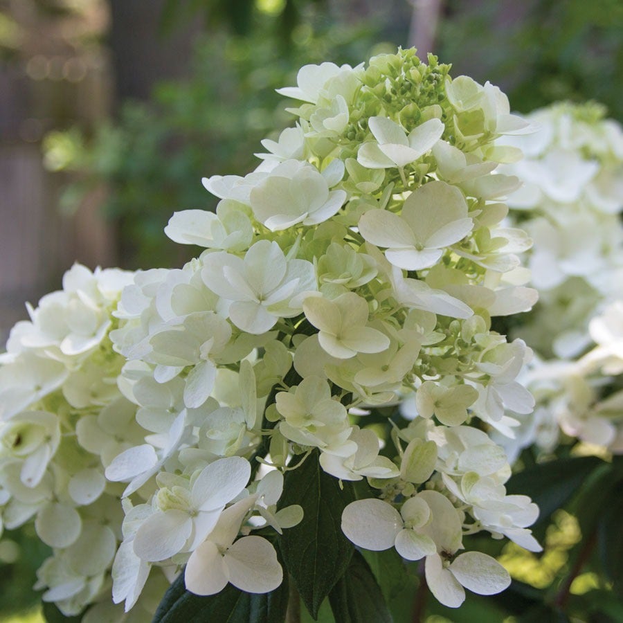 Hydrangea Fire Light® Panicle Hydrangea