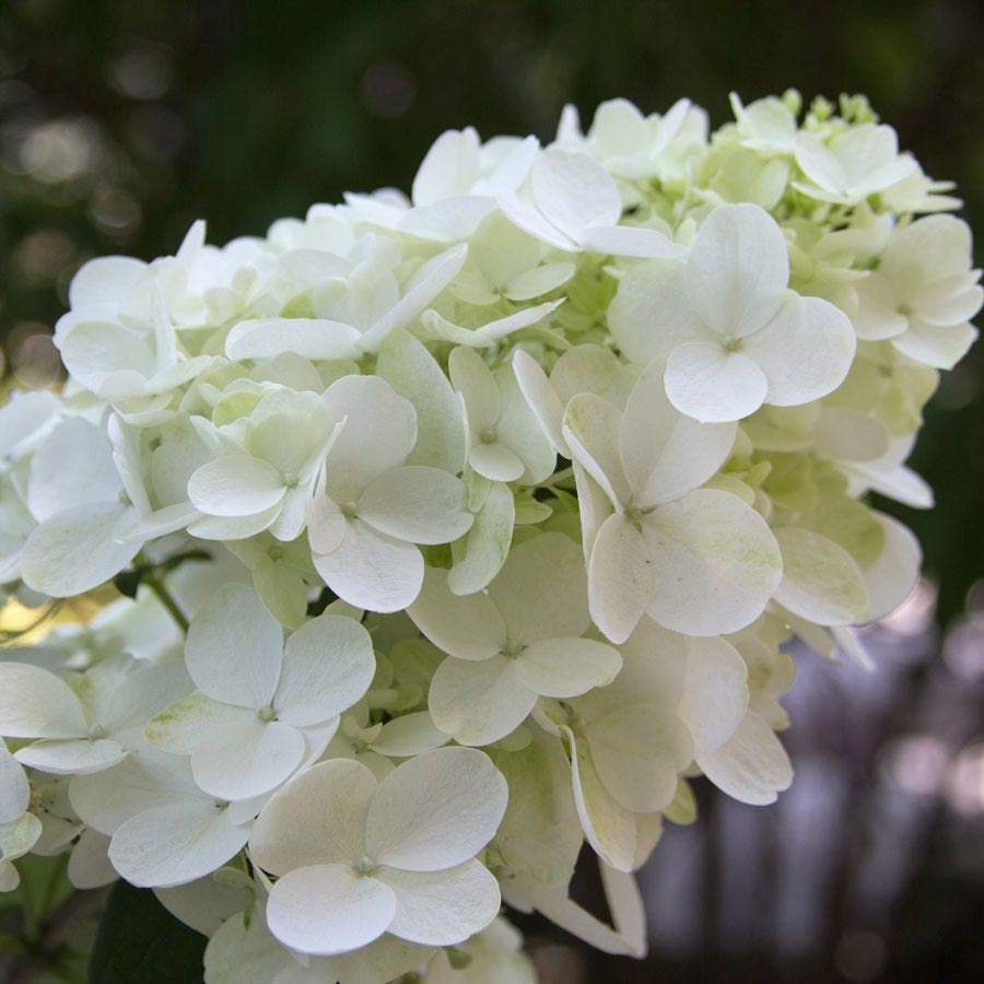 Hydrangea Fire Light® Panicle Hydrangea