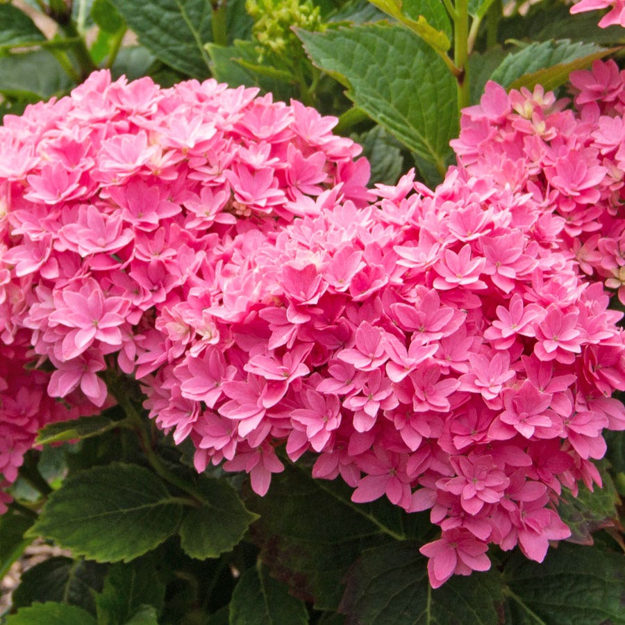 Hydrangea Starfield™ Bigleaf Hydrangea