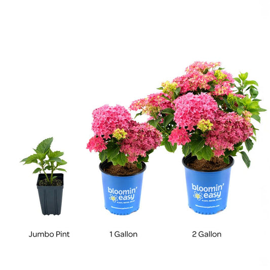 Hydrangea Starfield™ Bigleaf Hydrangea