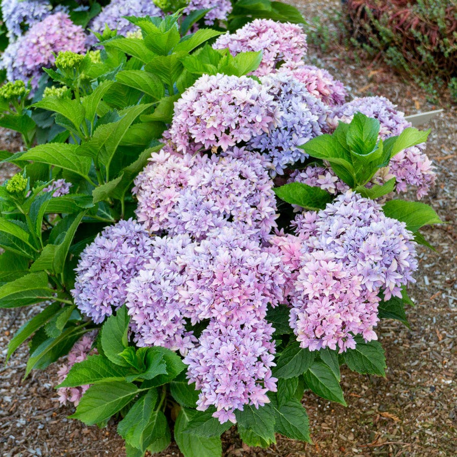 Hydrangea Starfield™ Bigleaf Hydrangea