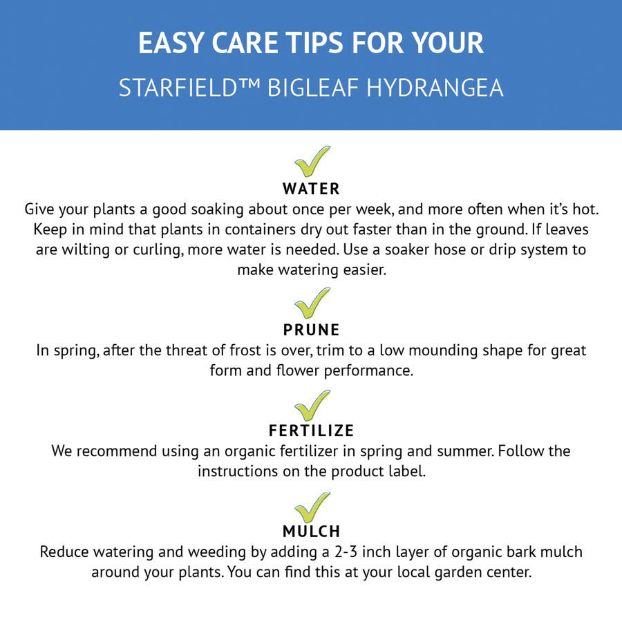 Hydrangea Starfield™ Bigleaf Hydrangea