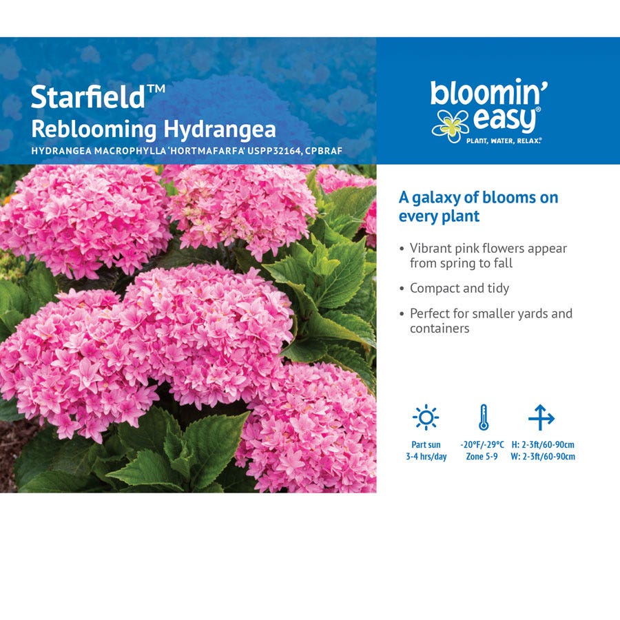 Hydrangea Starfield™ Bigleaf Hydrangea
