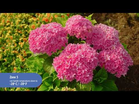 Hydrangea Starfield™ Bigleaf Hydrangea