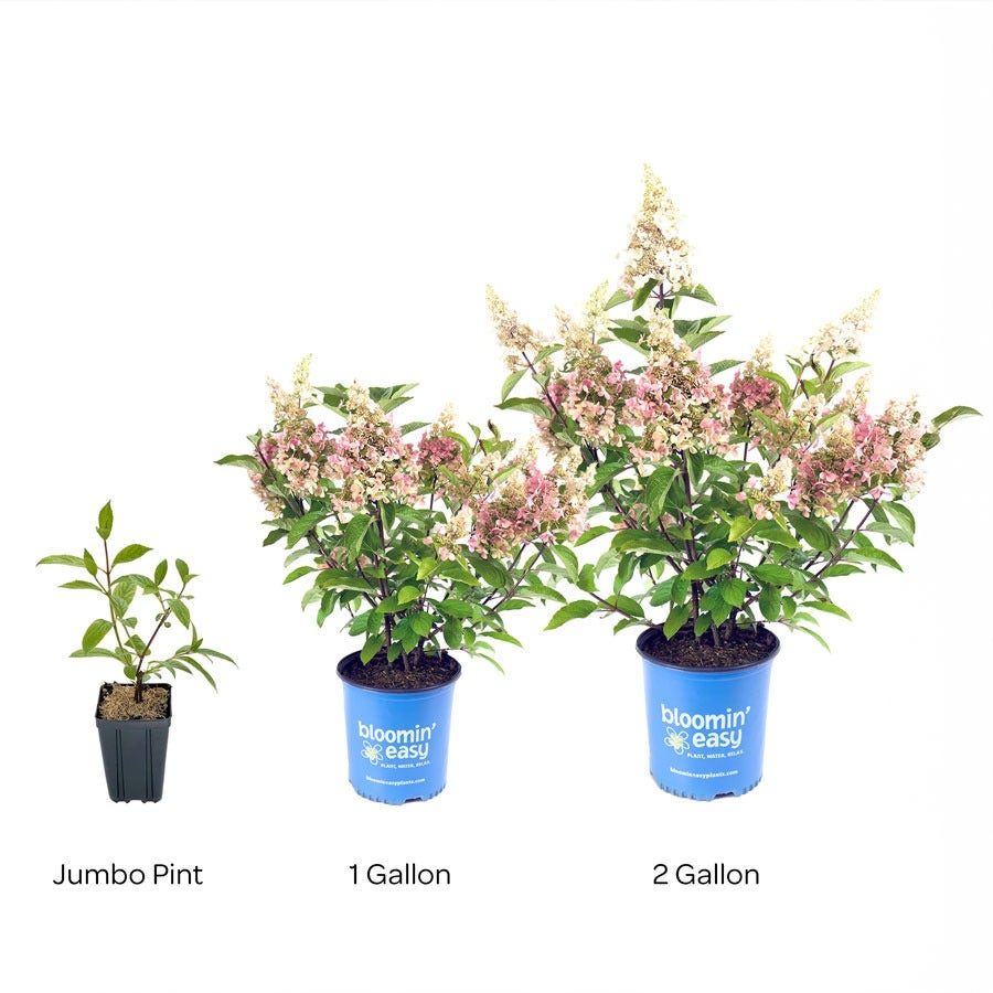 Hydrangea Candelabra® Panicle Hydrangea Bush