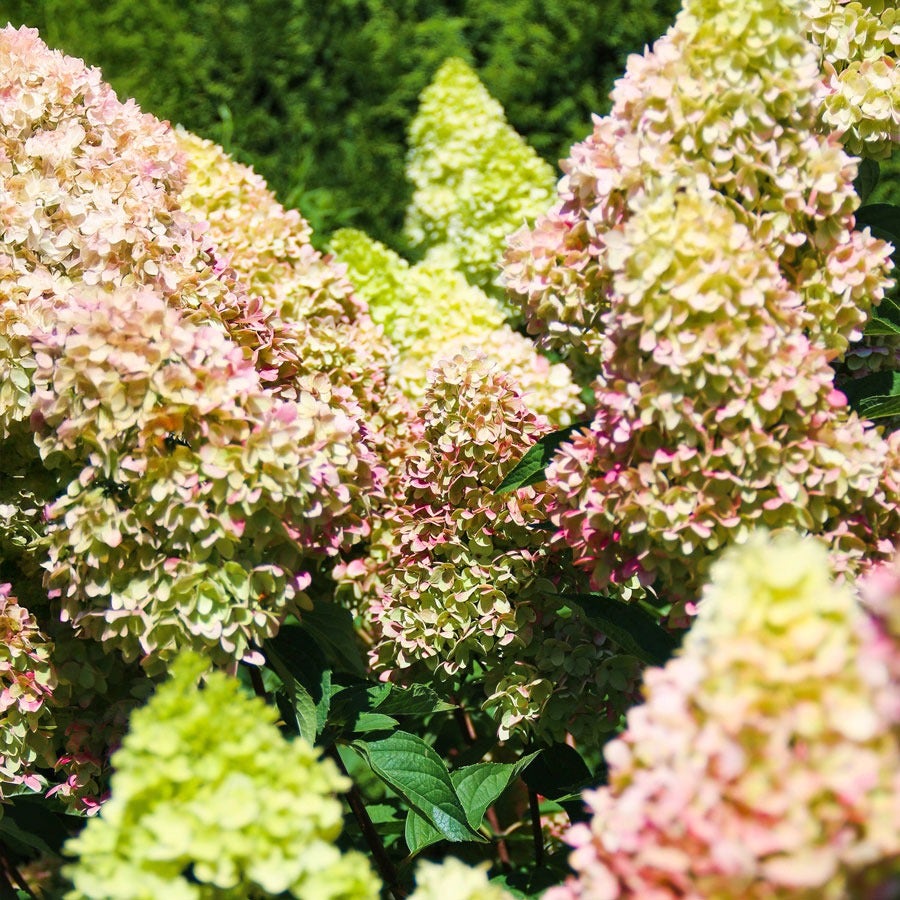 Hydrangea Dragon Baby™ Panicle Hydrangea