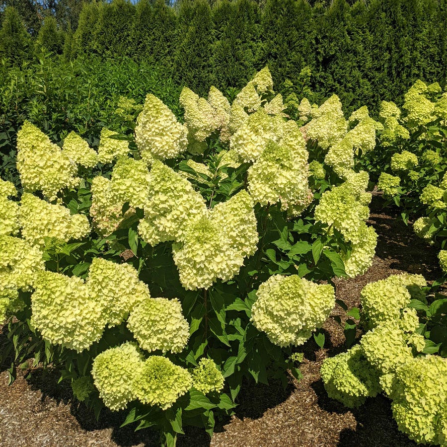 Hydrangea Dragon Baby™ Panicle Hydrangea