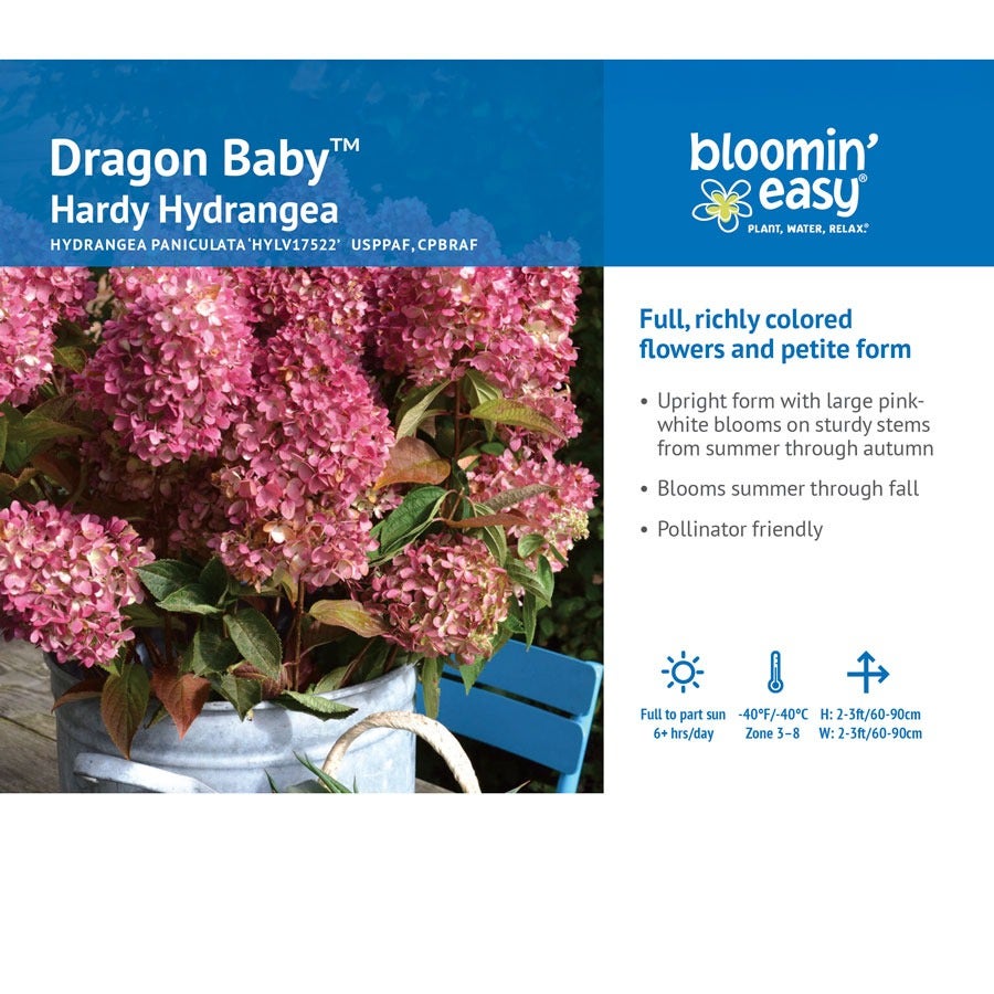 Hydrangea Dragon Baby™ Panicle Hydrangea