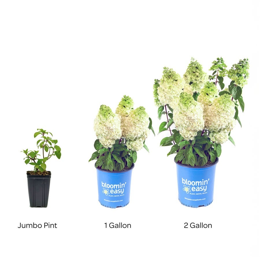 Hydrangea Moonrock™ Panicle Hydrangea